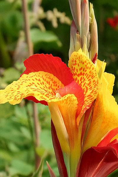 Cleopatra Canna Lily 1G