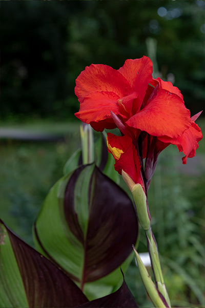 Cleopatra Red Canna Lily 2G
