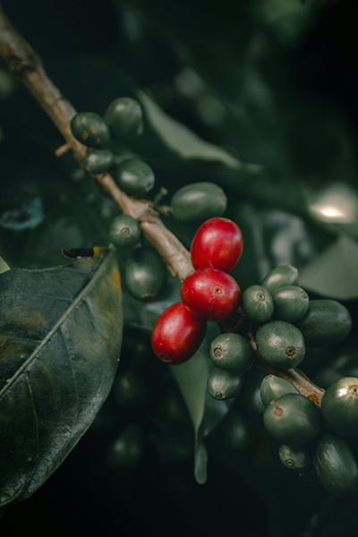 Coffee Plant 14”