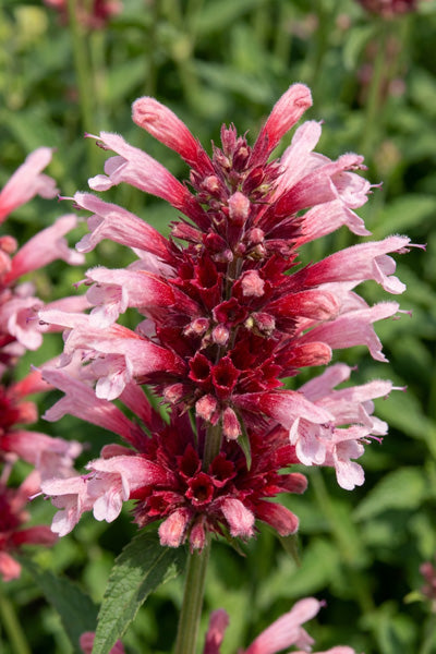 Cotton Candy Agastache 1G