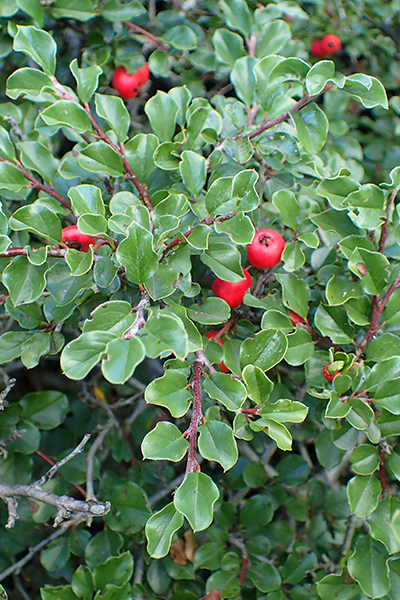 Cranberry Cotoneaster 1G