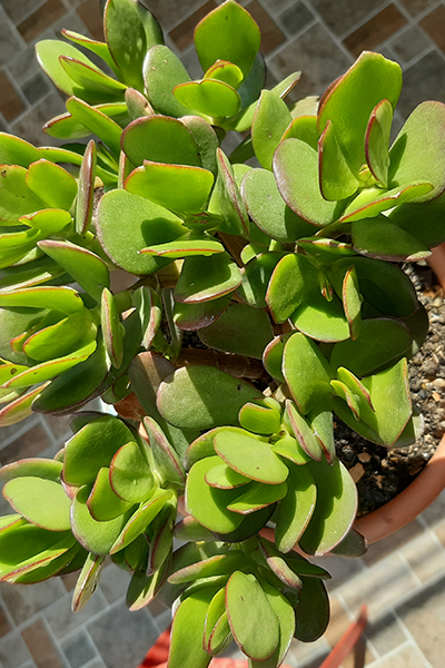 Crassula Succulent 4”