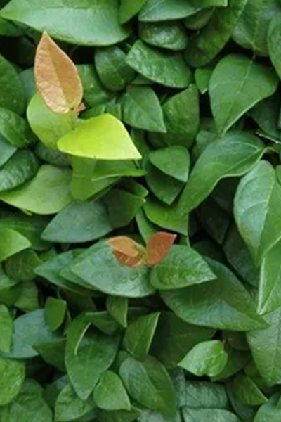 Creeping Fig Var 4”