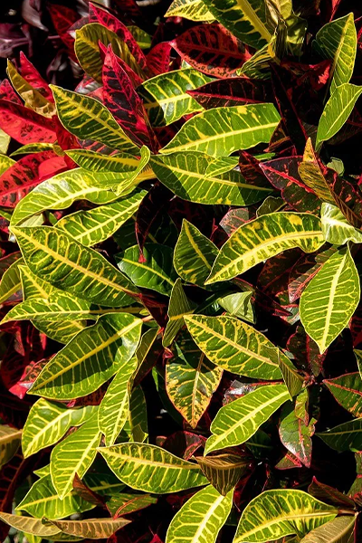 Croton Petra 4"