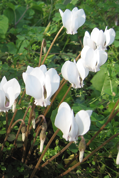 Cyclamen Mammoth Cream 6”