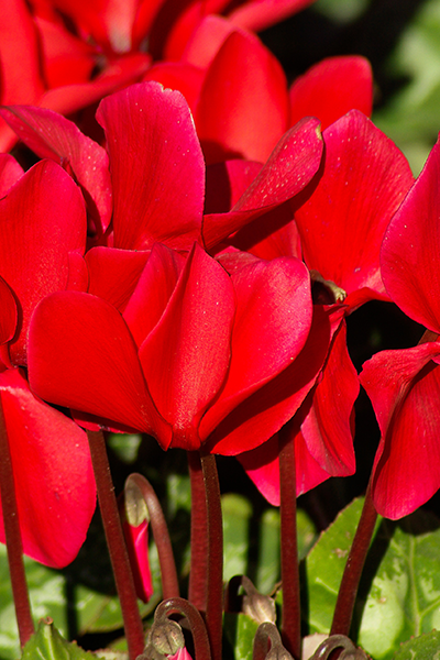 Cyclamen Mammoth Red 6”
