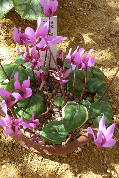 Cyclamen 4”