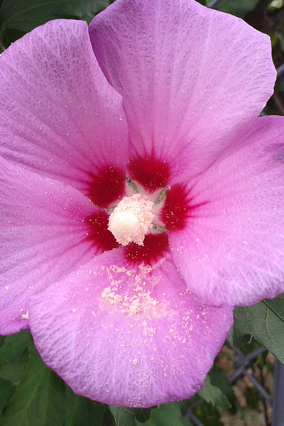 D’Amboise Hibiscus 2G