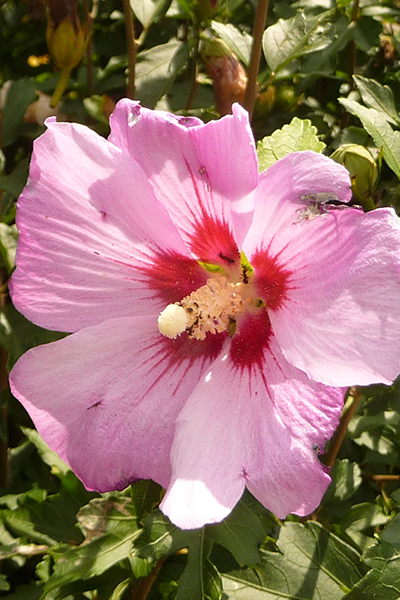D’Amboise Hibiscus 5PT