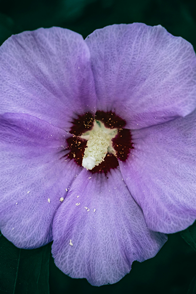 D’Versaille Hibiscus 2G