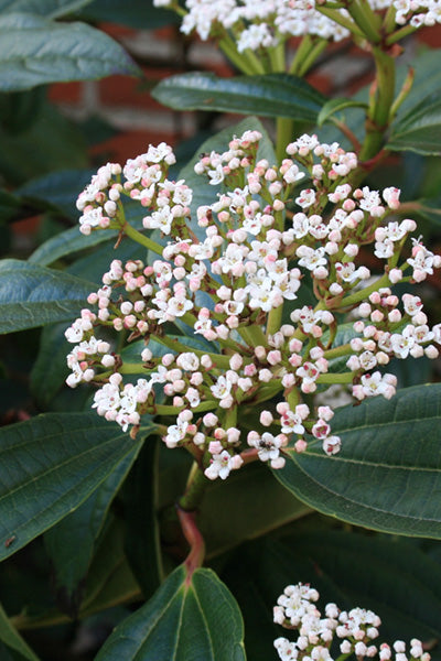David Viburnum 5G