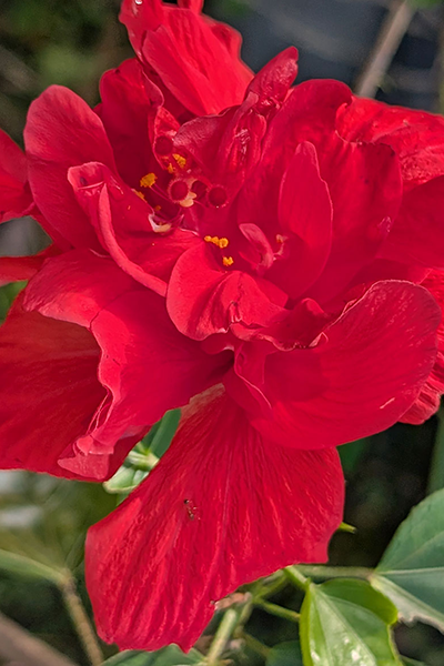 Double Red Hibiscus 1G