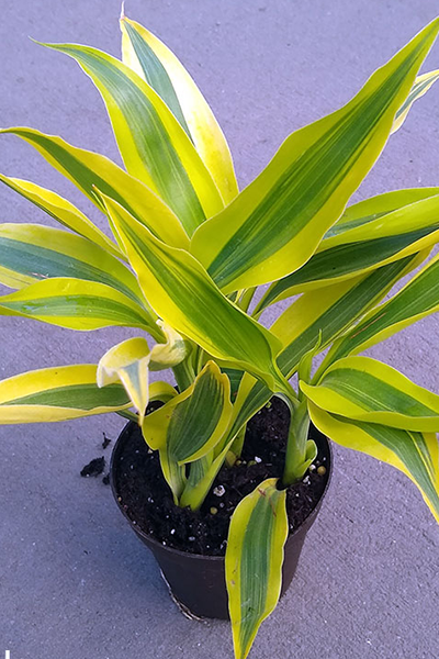 Dracaena Golden Queen 8”
