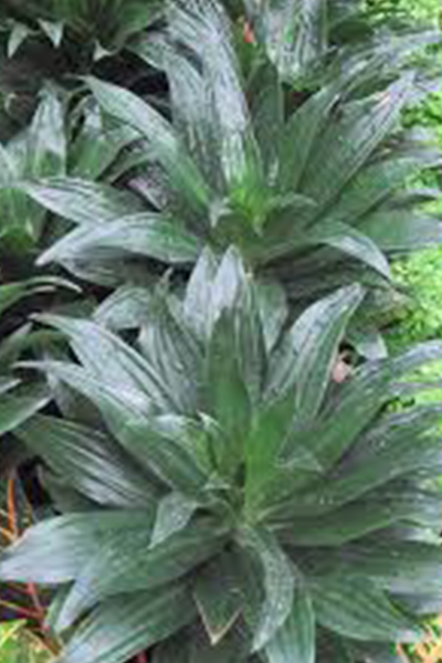 Dracaena Janet Compact 10”