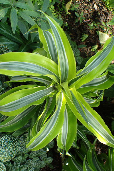 Dracaena Limelight 10”
