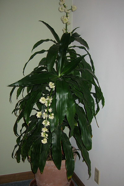 Dracaena Janet Craig 12"