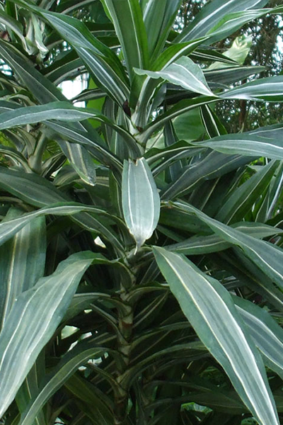 Dragon Tree Lisa 10"