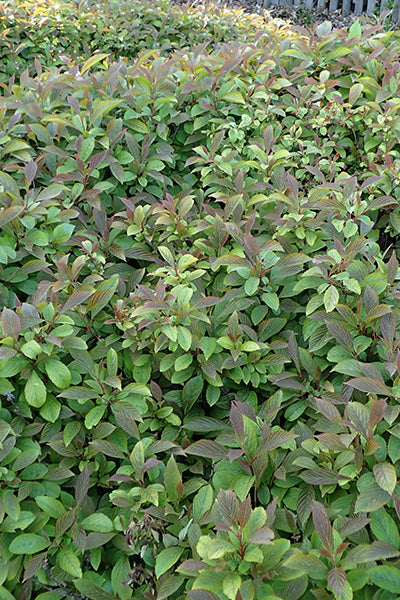 Dwarf Cranberrybush Viburnum 2G