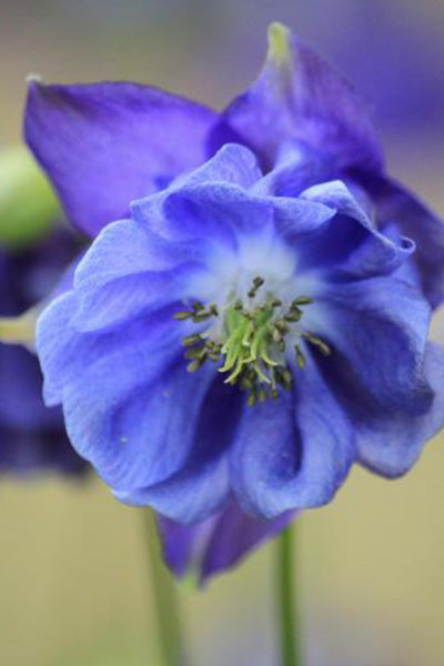Earlybird™ Purple & Blue Columbine 1G