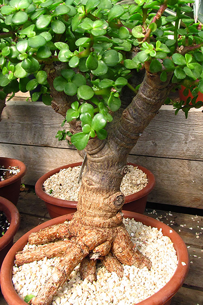 Elephant Bush 14”