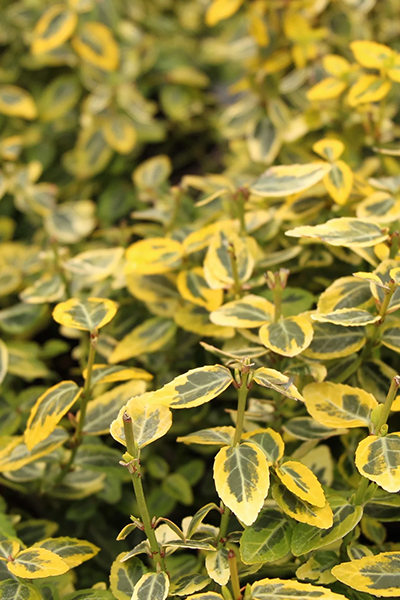 Emerald ’n Gold Euonymus 1G