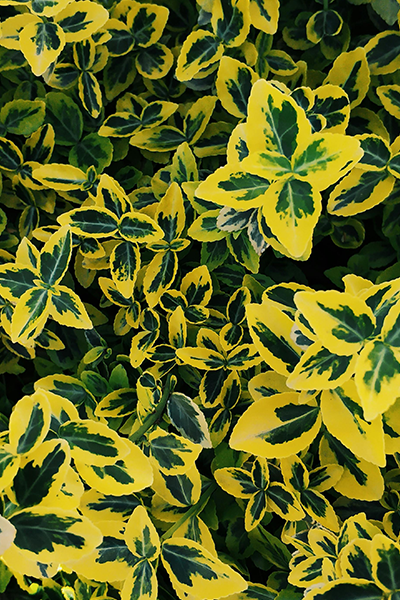 Emerald ’n Gold Euonymus 2G