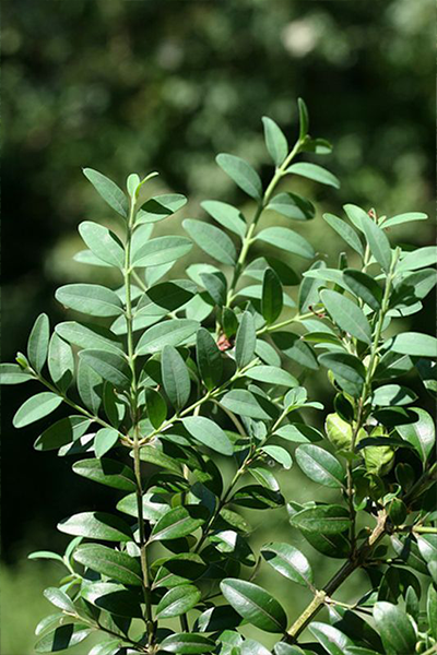 English Boxwood 2G