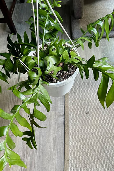 Epiphyllum Shark Fin 6” HB