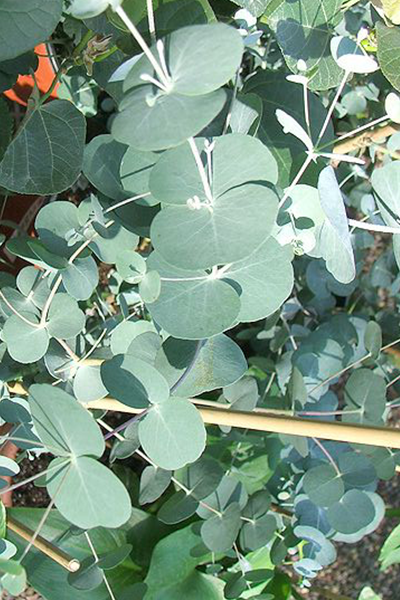Eucalyptus Silver Dollar QT