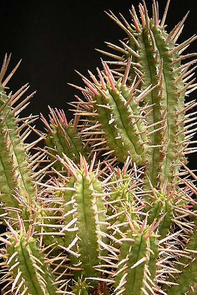 Euphorbia Ferox 6”