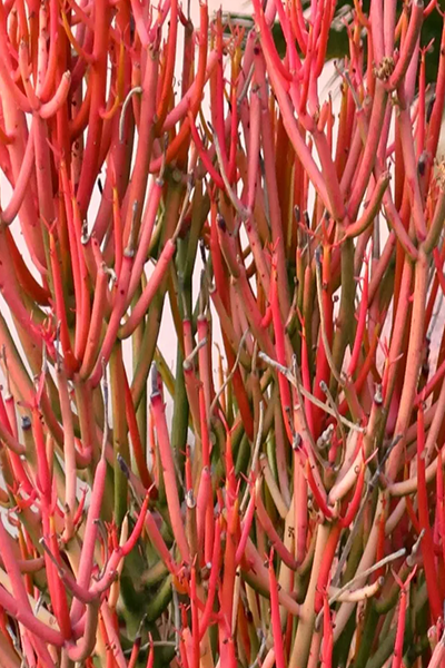 Euphorbia Fire Stick 6”