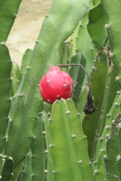 Fairy Castle Cactus 6”