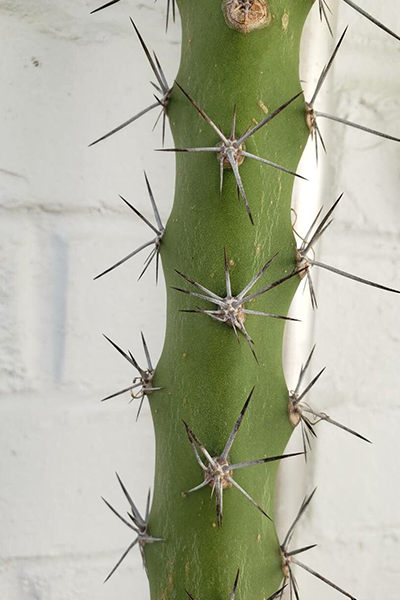 Fairy Castle Cactus 4"