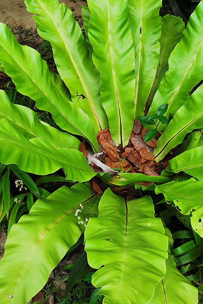 Fern 6" Birds Nest