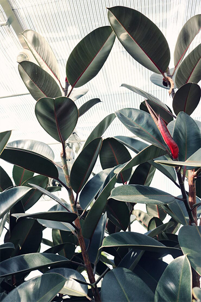 Ficus Elastica Belize 8”