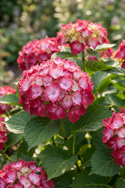 Fire Island® Hydrangea 2G