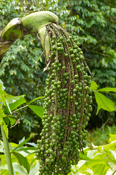 Fishtail Palm 10"