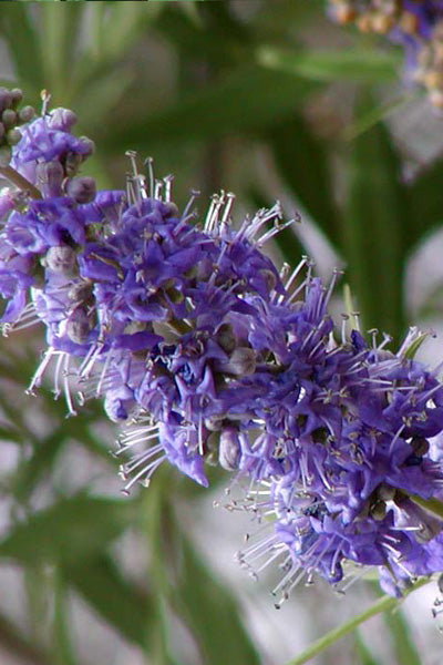 Flip Side® Chastetree 2G