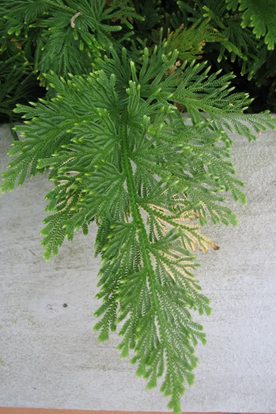 Frosty Fern 4”