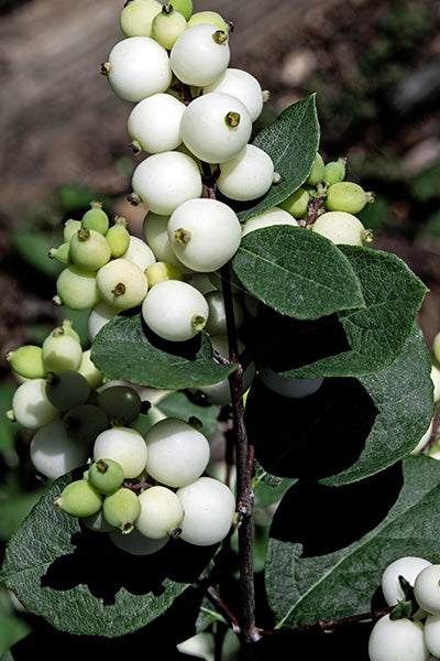 Galaxy Snowberry 2G