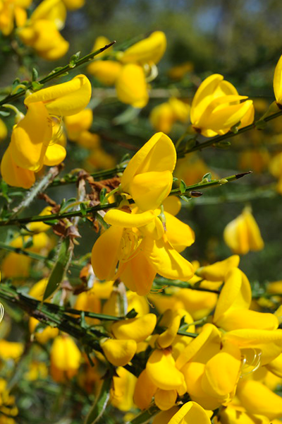 Gold Flash Broom 1G