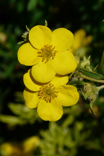 Gold Star Potentilla 2G