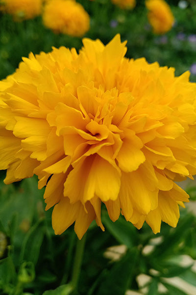 Golden Sphere® Coreopsis 1G