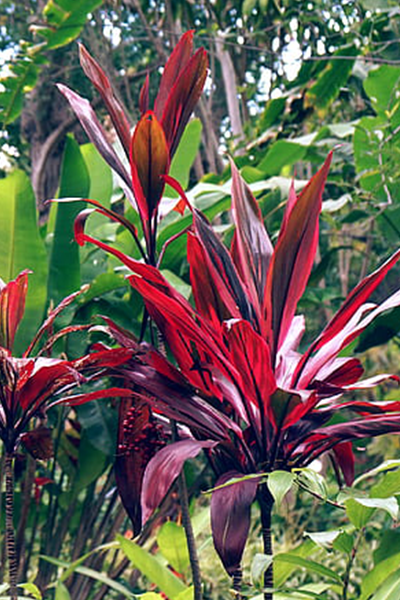 HP, TROPICAL 2" ASST