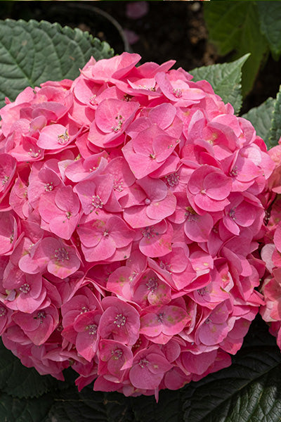 Hamptons® Hydrangea 5G