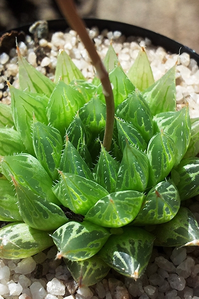 Haworthia Cooperi 4”