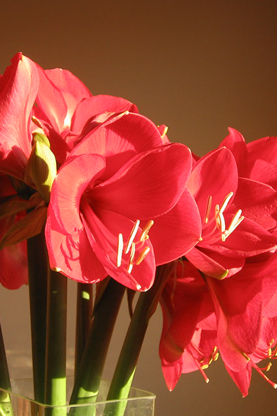 Amaryllis Ragtime 6”