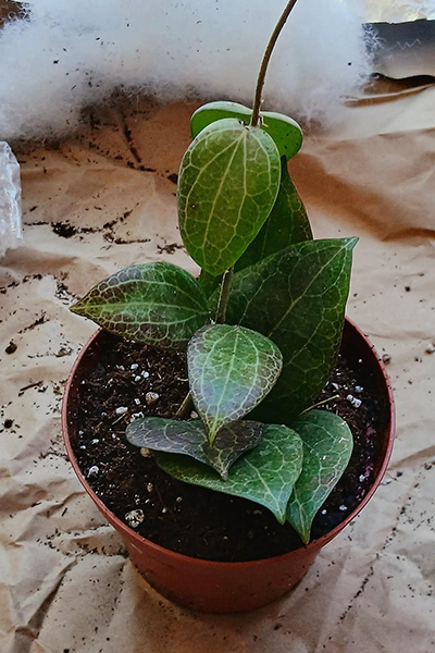 Hoya Carnosa Fitchii 6” HB