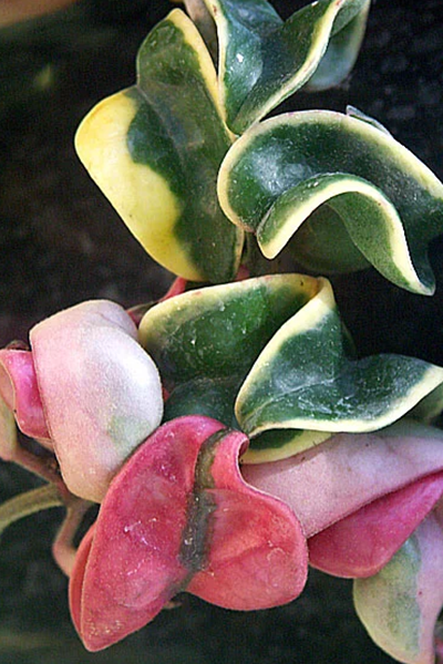 Hoya Hindu Rope 4"