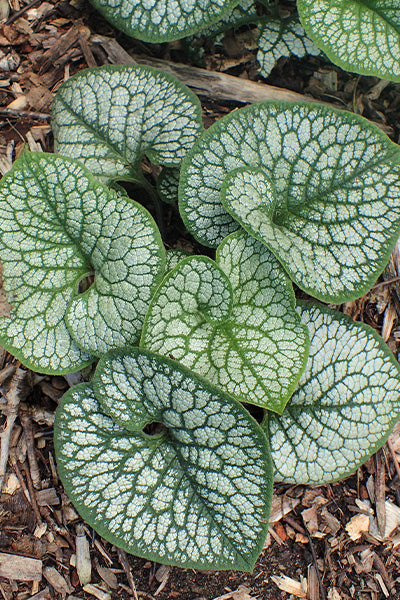 Jack of Diamonds® Brunnera 1G